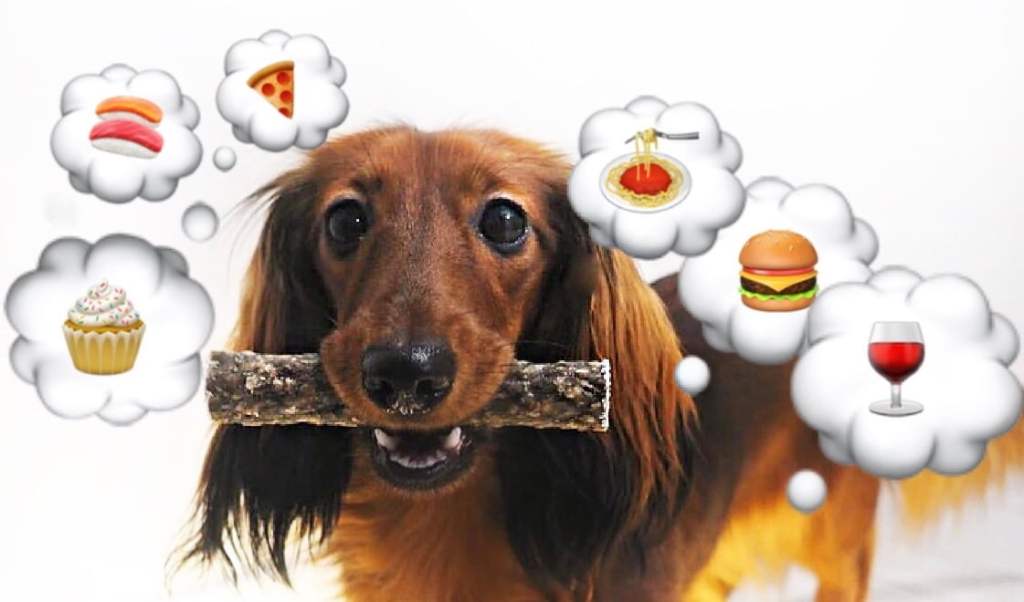 Koiraystävälliset ravintolat Helsingissä – baareista à la&nbsp;carteen