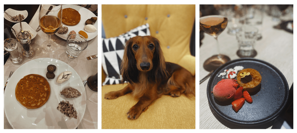 Koiraystävälliset terassit Helsingissä – yli 40&nbsp;terassivinkkiä