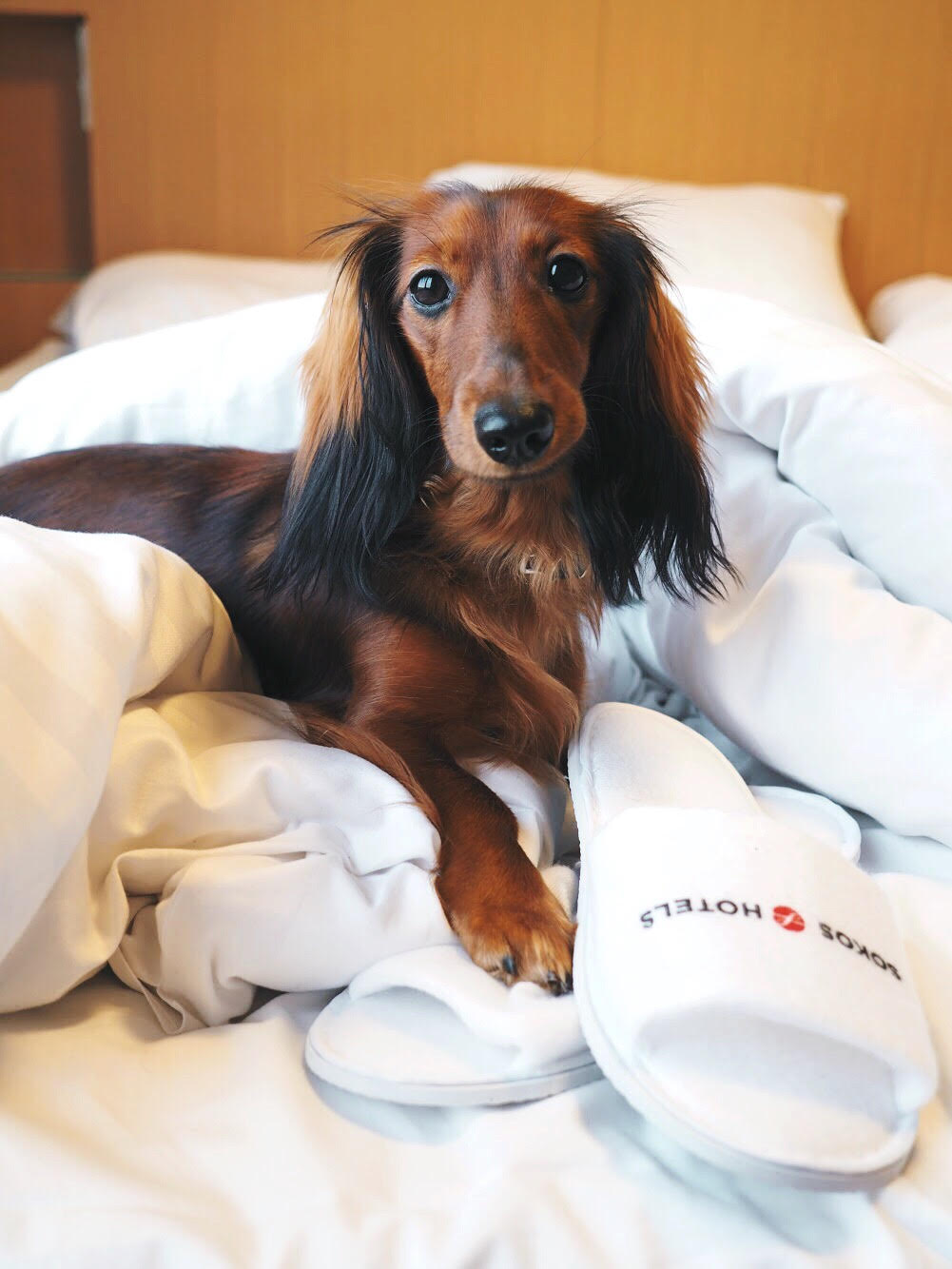 Sava testaa – koiraystävällinen Sokos Hotel&nbsp;Ilves