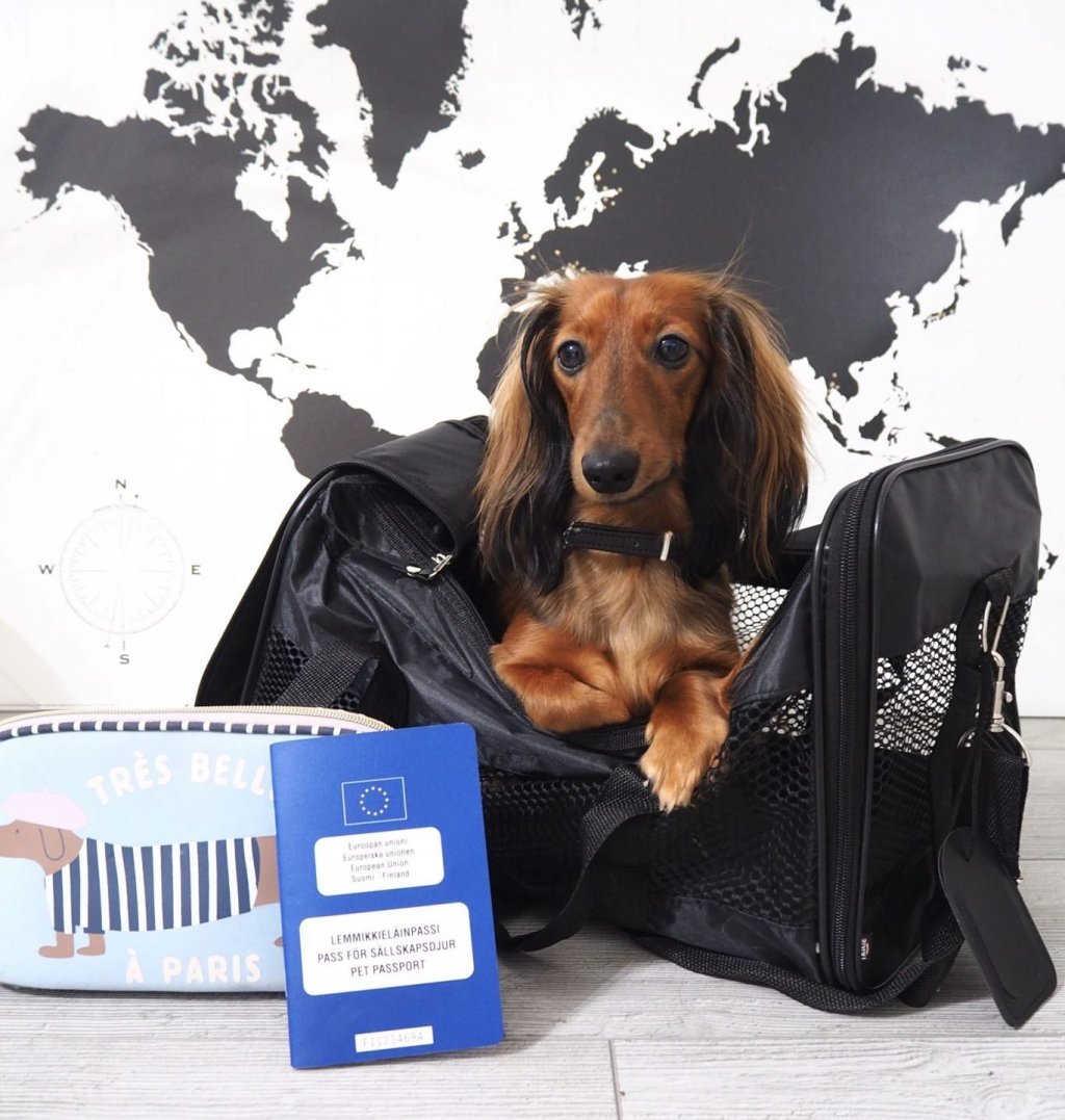 Koiran kanssa matkalle – Savan matkatavarat maalla, merellä ja&nbsp;ilmassa